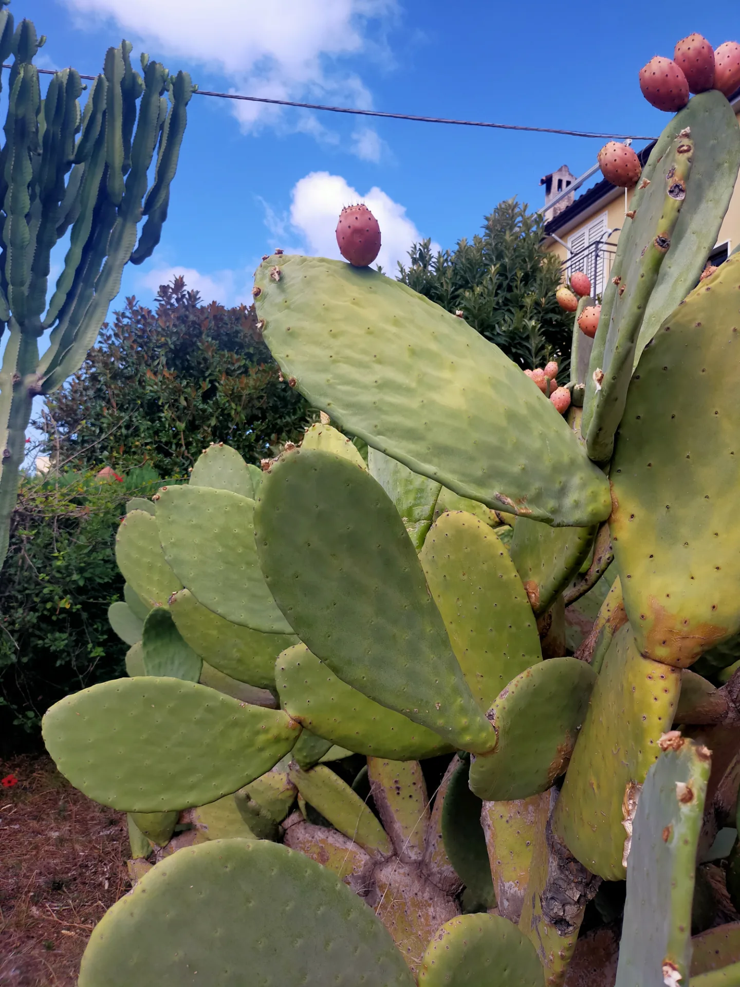 Figues de barbarie